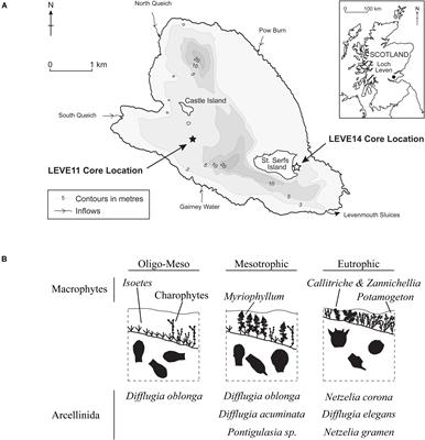 Freshwater Testate Amoebae (Arcellinida) Response to Eutrophication as Revealed by Test Size and Shape Indices